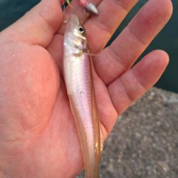 豆サバが湧いていた